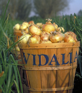 vidalia southern onions charm examiner genealogy carrollton drawl kmzu blatant